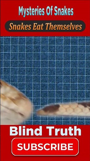 Why Do #snakes Eat Themselves #shorts #mystery | Blind Truth