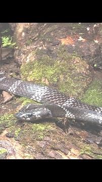 Close-up of 5 extremely poisonous krait snakes in Vietnam | @thegioiran
