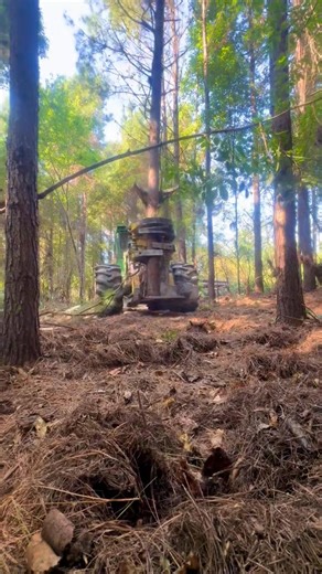 Just huggin trees! #alabama #hot #saw #logging #jesus #log #hunting #deer #green #timberjack240 #field #timetravel #tattooideas #tattooinspiration #love | Sander Young