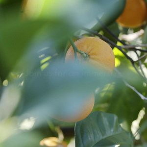 Ready to elevate your citrus game? In the exclusive ‘Imagine’ room, discover how we formulate responsibly and resourcefully. From co-creation to innovative alternatives, we’re here to help you craft vibrant, nature-inspired flavours tailored to your needs. Together, let’s shape the future of food experiences that taste great and make a positive impact: https://www.givaudan.com/media/events/2024/gulfood-manufacturing #GivaudanFoodExperiences #GulfoodManufacturing2024 #HumanByNature | Givaudan