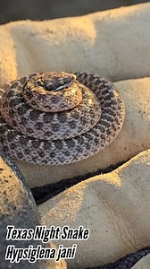 Meet the Cutest Snake in the Southwest... Adorable little bastard was under a log I had to move to put up some fence, right next to a little seedling Peyote. I moved the log a few feet away and put him right back under it. | Crime Pays But Botany Doesn't