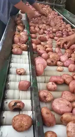 Potato Processing Line: Sorting and Inspecting Potatoes