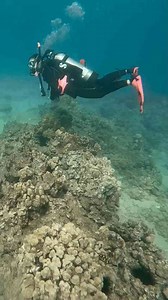 Explore Stunning Coral Reef Underwater With Marine Life