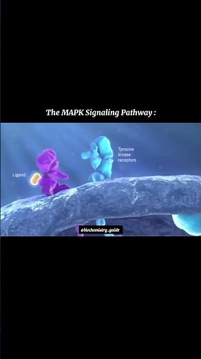 MAPK Signalling Pathways #shortvideo #science #biochemistry #biology