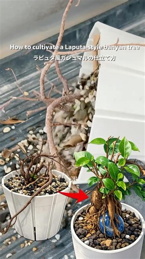 How to cultivate a Laputa-style banyan tree.ラピュタ風ガジュマルの仕立て方
