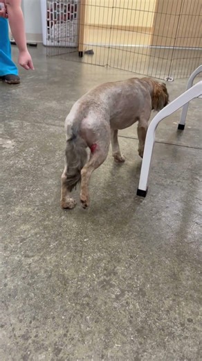 Meet Ludo a Poodle, Miniature currently available for adoption! 3/19/2026 9:54:51 AM