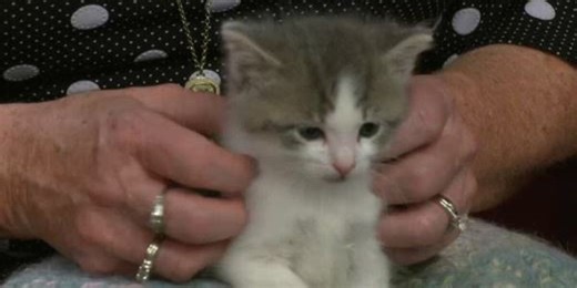 Wednesday morning interview: the paws that refreshes