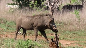 Watch two Warthogs fighting yesterday while on Safari on Kruger National Park | Nombekana Safaris and Wildlife Photography