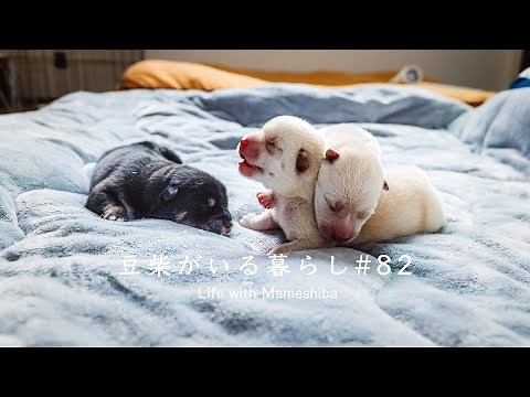 Mommy Hinata Shiba Inu Dog Giving Birth To 3 Cute Puppies