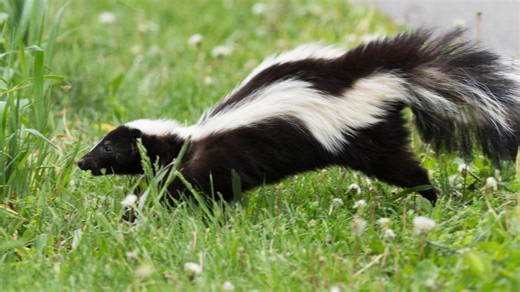 Why you're seeing more skunks right now, according to Arkansas Game and Fish