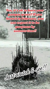 Yes, it's perfectly fine to burn your pampas grass in February! Don’t wait much later and be very cautious to your surroundings because it lights up like gasoline!! It will be gorgeous by summertime! Just watch & see! #pampasgrass #february #burning #garden #spring | Suzi Griffin