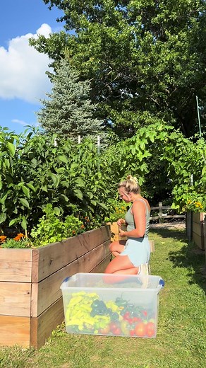 Best Summer Garden Harvest: A Beautiful Throwback