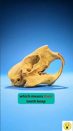 Why Rabbit Teeth Is Cut😨 #pet #rabbit #rabbitrescue