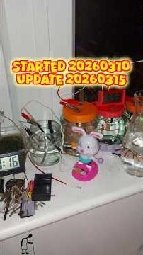 Conductive Paint and Magnesium Galvanic Battery UPDATE 20260315