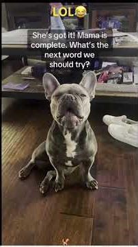 Talking Dog Compilation2026 #trending #shorts #lol #talkingdogs #funnydogs #viral2026 #dogvoiceovers