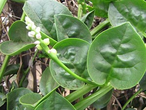 Baselle (Basella alba), épinard de Malabar