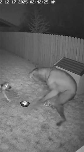 Backyard CCTV Captures Guard Dog Facing a Terrifying Creature #cctv