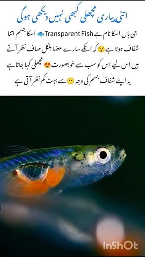 Meet the Invisible Fish With Visible Organs #glassfish #naturefacts #nature #wildlife #shorts