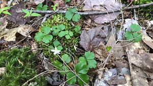 10K views · 186 reactions | Happy Spring!! Maine Coast Heritage Trust land steward Amanda Devine is here to take you on a treasure hunt for the ephemeral spring wildflowers that are starting to emerge in the forest along the Maine coast. Happy hunting! <3 | Maine Coast Heritage Trust | Facebook