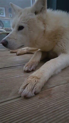 나무타는소리 자작자작#갑자기 놀라깨네#강아지 #댕댕이 #낮잠
