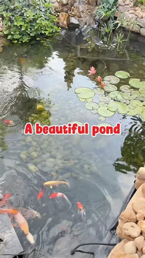 A beautiful pond #pond #beautiful