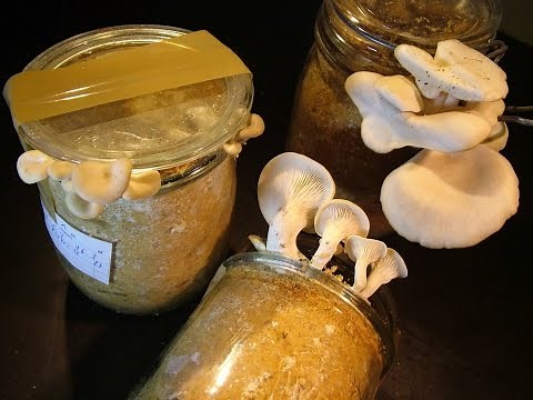 Kinshi - How it's made