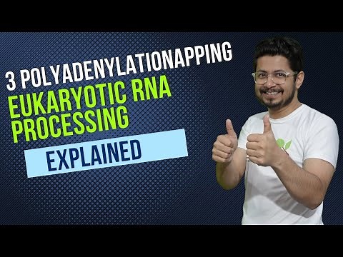 3 prime polyadenylation of eukaryotic mRNA | eukaryotic RNA processing | RNA poly adenylation