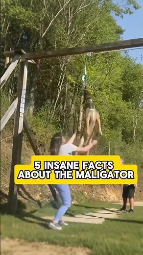 Top 5 insane facts about the maligator #belgianmalinois #ytshorts