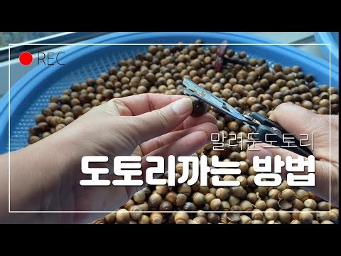 도토리껍질까는 방법