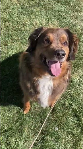 Meet Duke a Australian Shepherd currently available for adoption! 6/24/2025 11:32:30 AM