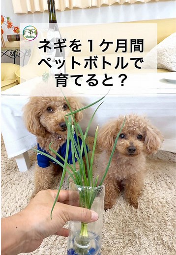 ペットボトルでのネギ再生栽培方法
