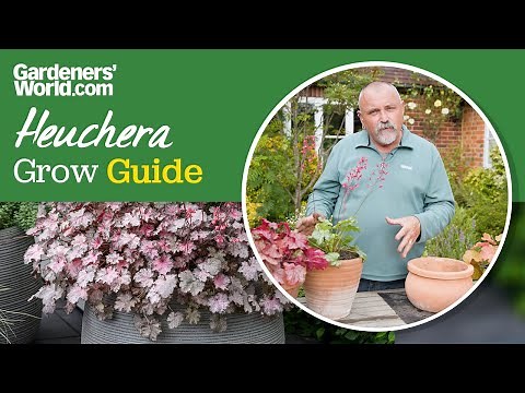 Grow shade-loving heucheras | David's complete guide to heuchera plants