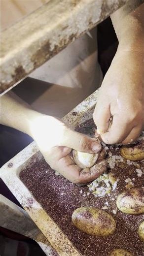 Assisted Hatch: Helping a Baby Crocodile Out of Its Shell 👀