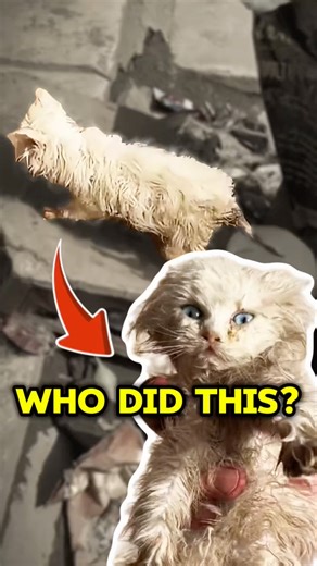 This Kitten Was Found in the Trash… You Won’t Believe Him Now