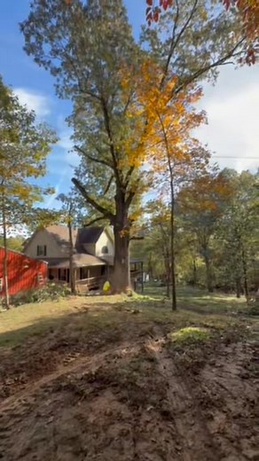 Tree Removal #treeservicenearme #treeremoval #treeservice #capegirardeau #jacksonmissouritreeservice | The Big Ash Tree Service, LLC