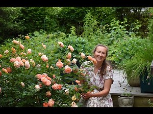 Roses for Hedges