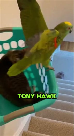 Parrot vs stairs in a laundry basket #shorts #funny #trending