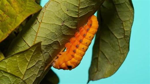 Close-ups reveal how caterpillars live long enough to cocoon | Aeon Videos