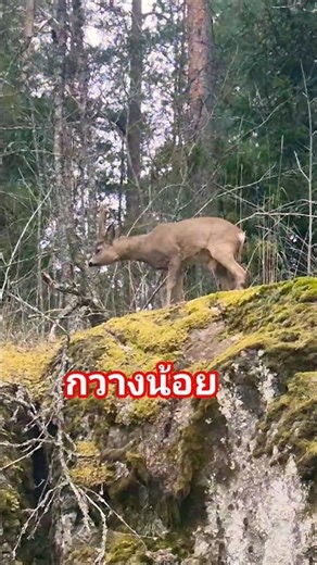 There are some tree tops to eat now. #roe deer #kauris #cute animals #wild animals