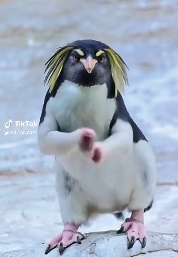 Penguin Dance Party: Hilarious Moves of a Funny Penguin