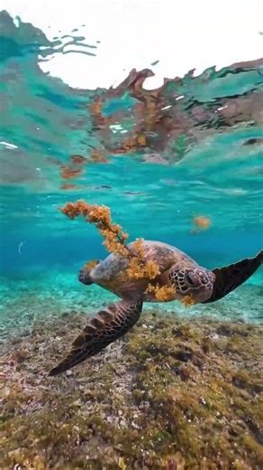 una bella tartaruga marina