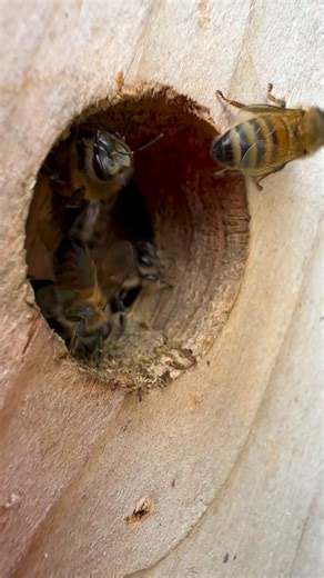 21K views · 522 reactions | Hello  | Stanley’s bees | Facebook