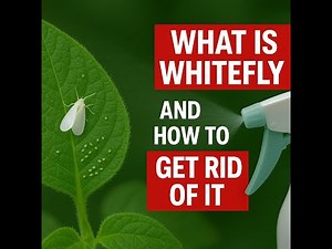 What is Whitefly and how to get rid