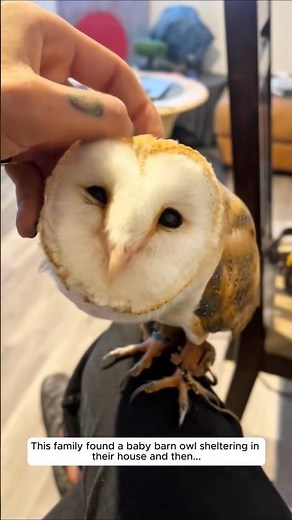 This family found a baby barn owl sheltering in their house and then...