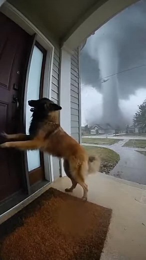 💨⚡ Terrified Dog Survives Violent Tornado Storm! | Belgian Tervuren Real Rescue | Gorgeousnature07
