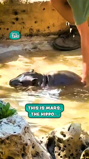 They've got their hands full with him 🦛🤭 | Furry Tails