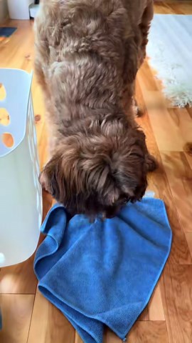 Keep your dog busy with simple home activities