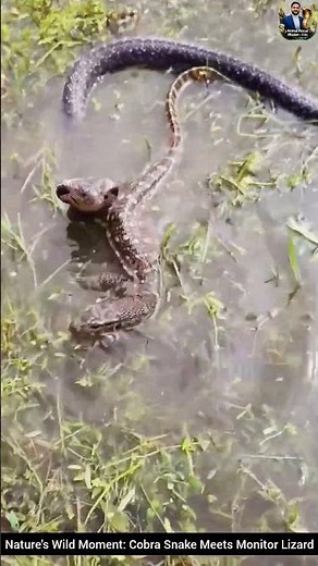 Nature's Wild Moment: Cobra Snake Meets Monitor Lizard #snake #wildliferescue #cobra #rescueefforts