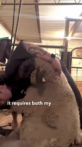 634K views · 10K reactions | Polar certainly packs the pudge, and is the largest ewe I’ve shorn and known the weight of. To be honest, I was a bit disheartened when they called out 250. My lower back was screaming 300  | Right Choice Shearing | Facebook