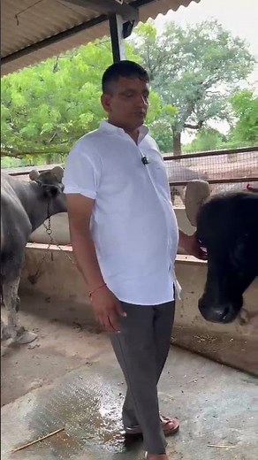 ‪@Vasardamilkdairyfarm‬ #zafrabadi#breed#zafri#nasl#cross#breed#banni#breed#murrah#bred#blackgold